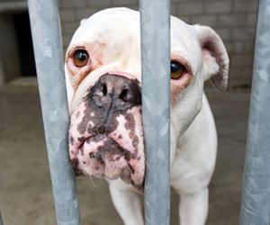 Dog at Guilford Animal Shelter