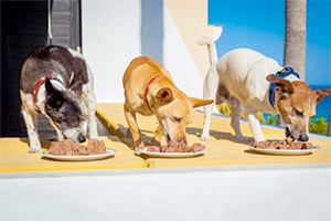 Three dogs eating dog food from bowls