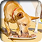 A dog eating dog food from a bowl