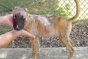 Susie, a puppy who was tortured in Greensboro in 2009