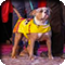 a dog in costume at a benefit event